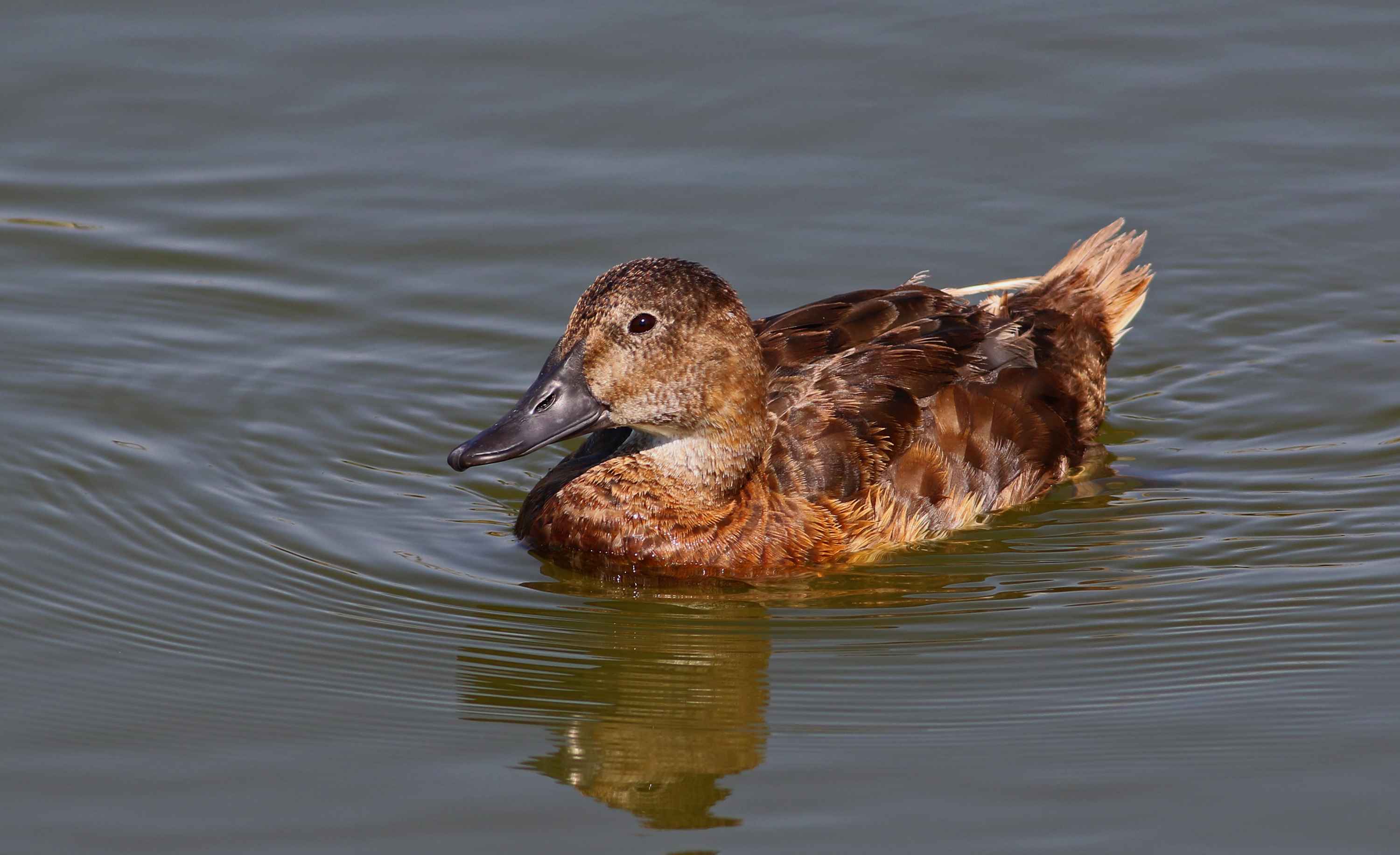Common Pochard